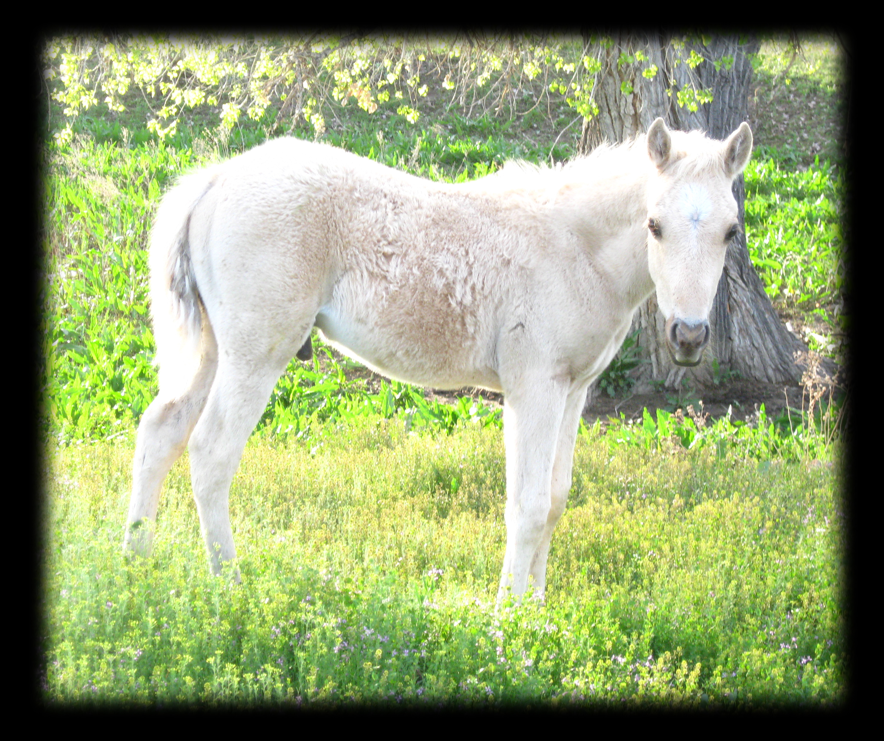 Hollywood Gold, Royal King, palomino Stallion